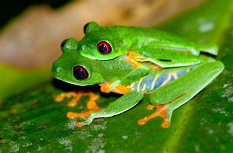 Genitales de animales vertebrados: penes dobles,。